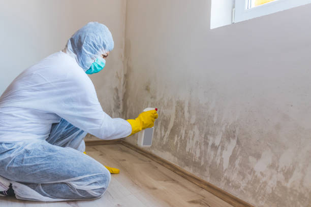 Licensed Basement Mold Remediation service in Reinholds, PA - WQB Mold Removal