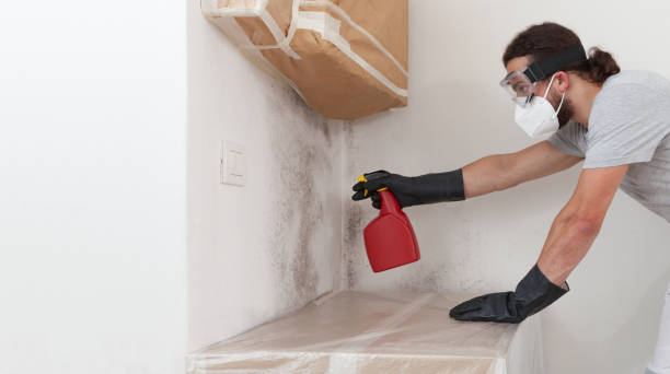 Professional Basement Mold Remediation technician working in Reinholds, PA