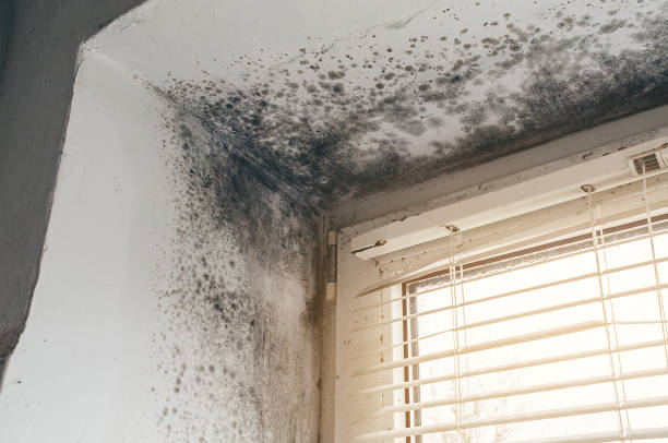 Affordable Basement Mold Remediation solutions in Reinholds, PA