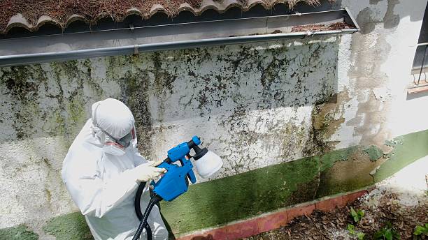 Top rated local Basement Mold Remediation specialists in Reinholds, PA